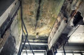 Best Residential Mold Inspection & Testing  in Palmview South, TX